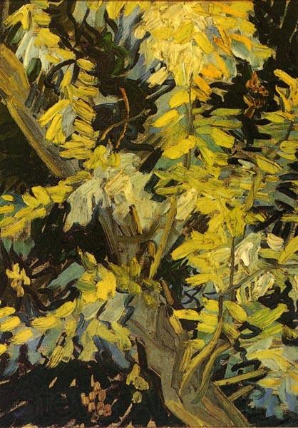 Vincent Van Gogh Blossoming Acacia Branches